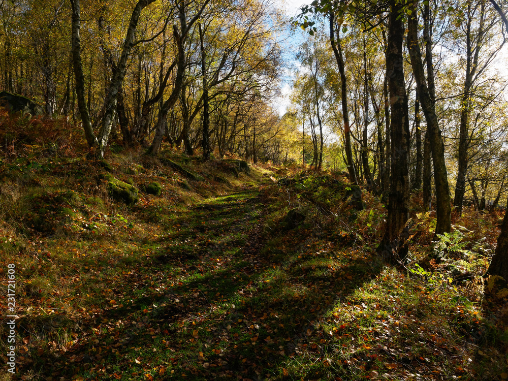 Obraz premium Shadows across a woodland path