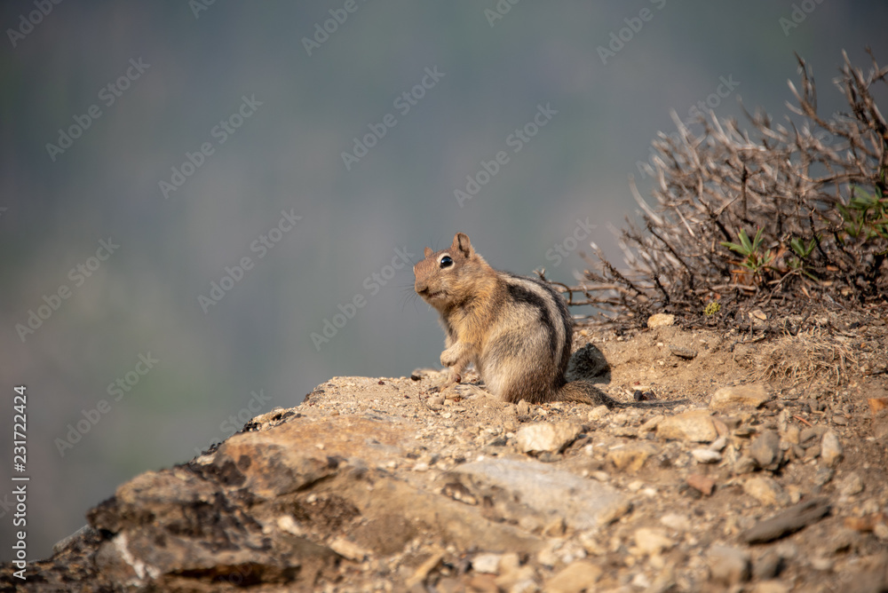 Naklejka premium ground squirrel