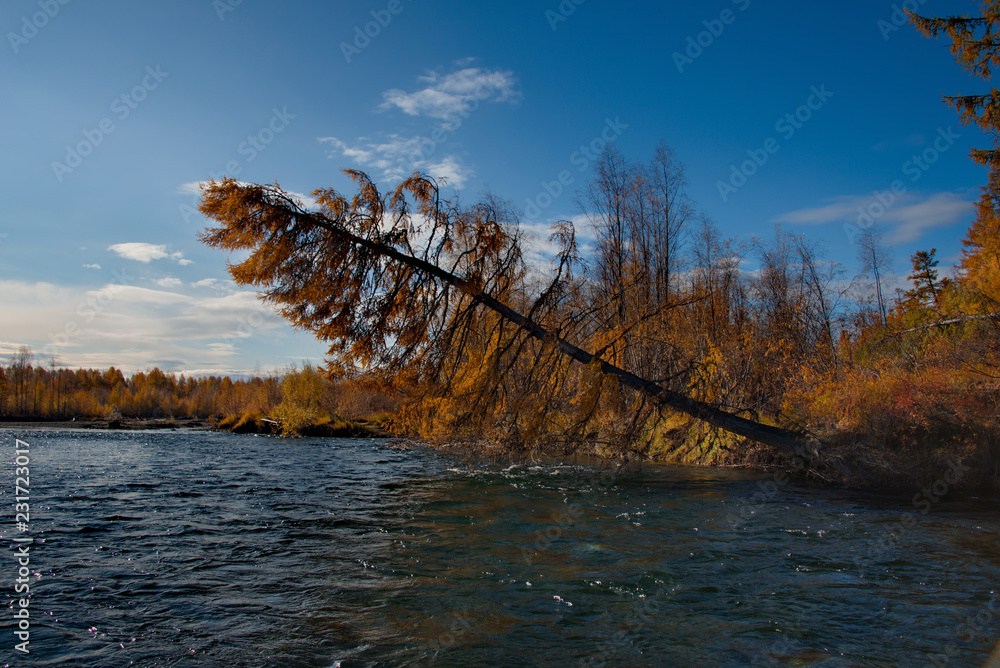 Russia. far East. The colours of autumn are cold-water rivers of Magadan.