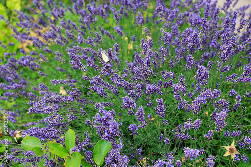 Fototapeta Naklejka Na Ścianę i Meble -  Blooming lavender in summer garden
