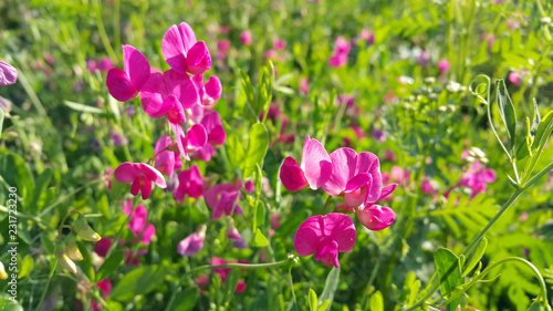 Sweet peas flower growing wild