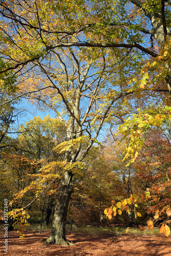 der herbst