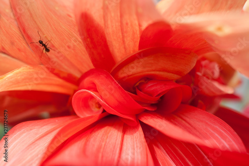 Close-up petals of red Dahlia. Floral abstract background.