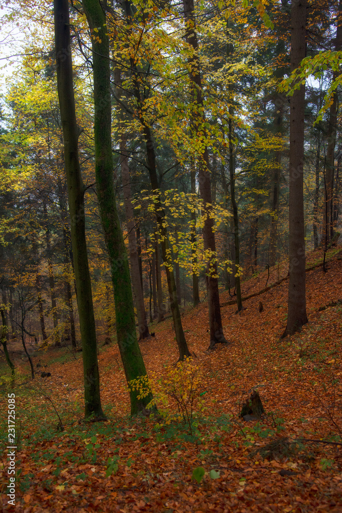 Beautiful autumn forest in Slovakia