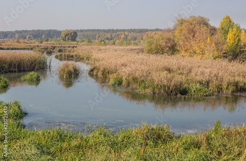 autumn swamps on Svyatoshinsky lakes
