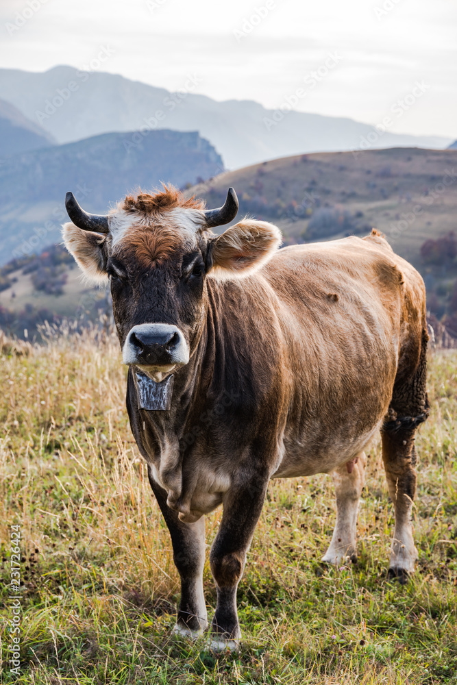 Happy cow grazing outdoor in autumn, Bosnia and Herzegovina
