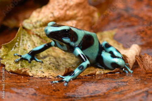 Goldbaumsteiger aus Costa Rica (Dendrobates auratus) Cahuita / Green and black poison dart frog