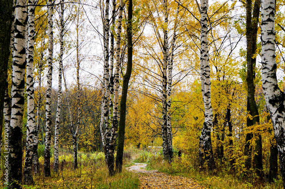 Fototapeta premium autumn in the forest