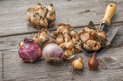 Fototapeta Naklejka Na Ścianę i Meble -  Narcissus bulbs before planting next to a garden shovel