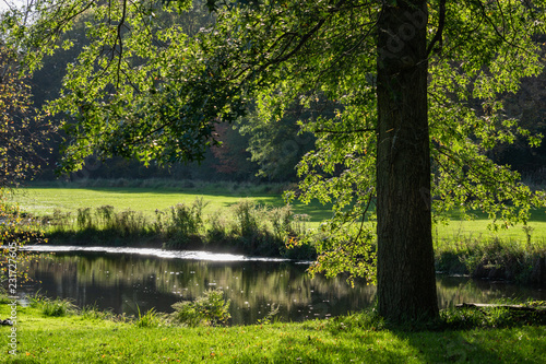 Peaceful Pond Scene