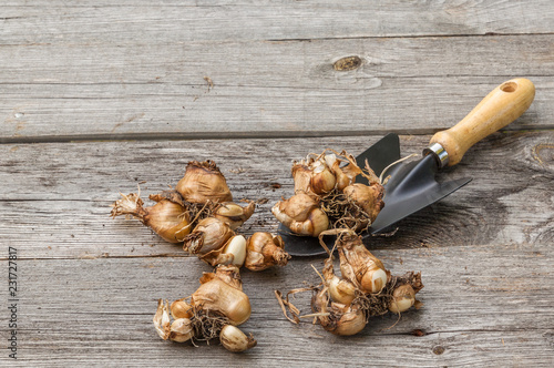 Fototapeta Naklejka Na Ścianę i Meble -  Narcissus bulbs before planting next to a garden shovel