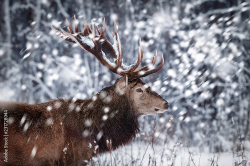 Noble deer male against the background of a beautiful winter snow forest. Artistic winter landscape. Christmas image. Winter wonderland.