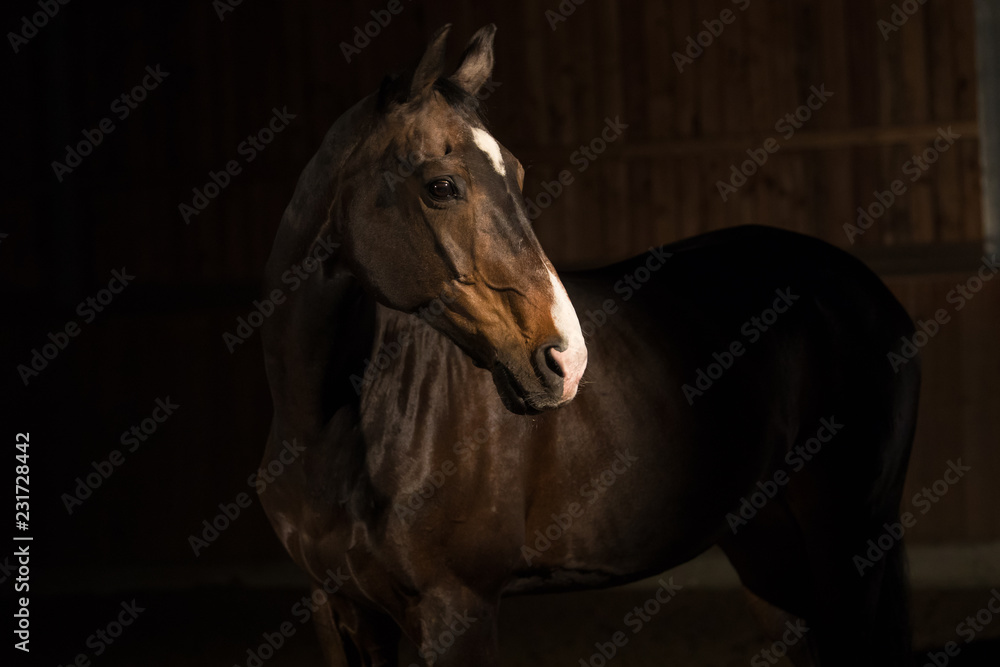 Fototapeta Pferd vor schwarzem Hintergrund