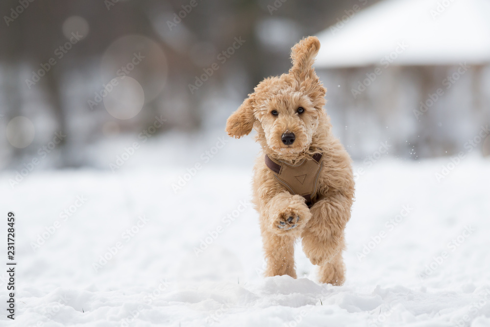 Poodle puppy is jumping in the snow. Poodle puppy in the snowy Vienna Woods, Austria Poodle puppy is jumping in the snow. Poodle puppy in the snowy Vienna Woods, Austria