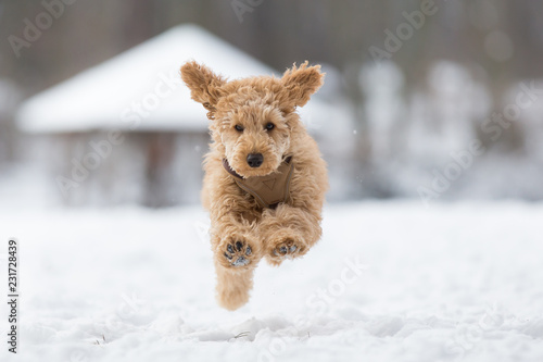 Poodle puppy is jumping in the snow. Poodle puppy in the snowy Vienna Woods, Austria