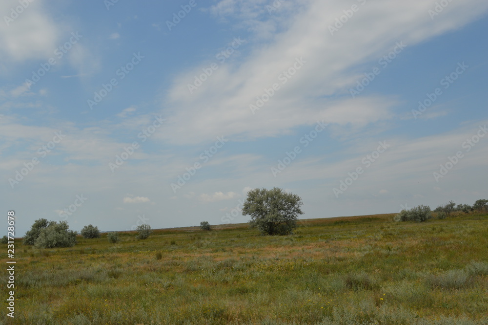 tree in the field.Arabatskaya arrow. Chokrak tree in the field.Arabatskaya arrow. Chokrak
