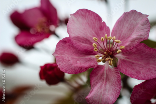 closeup of pink flower appletree