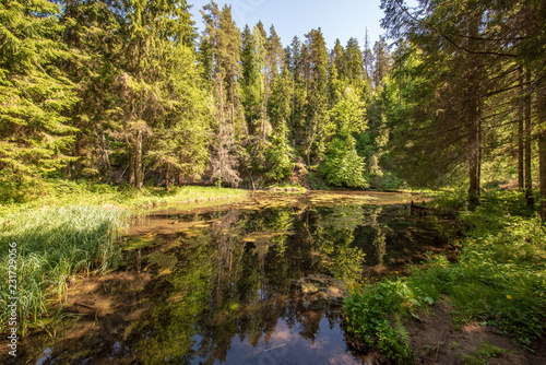 calm river with reflections of trees in water in bright green foliage in summer