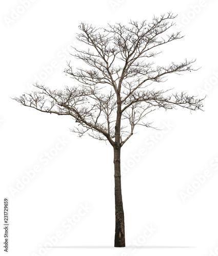 Canvastavla Winter tree without leaves isolated on white background