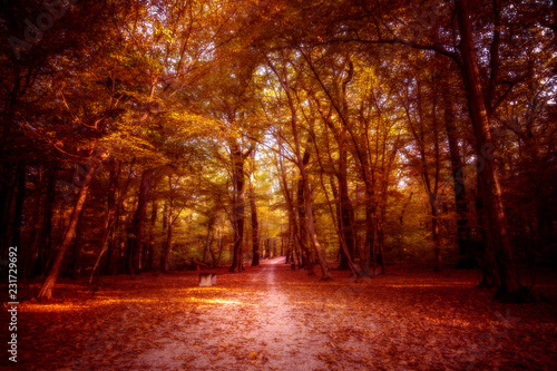 Forest in autumn - processed colors  fantasy