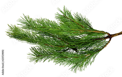 Lush pine branches. isolated. Fragrant festive decor. Nature.