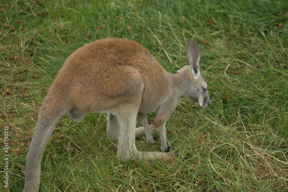 kangaroo in the grass kangaroo in the grass