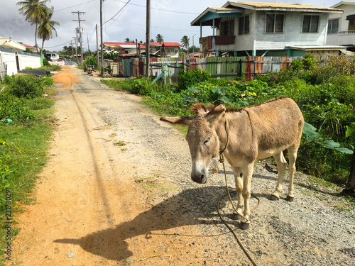 Canvas Print Donkey on road in Guyana