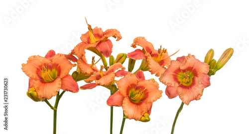 Fototapeta Naklejka Na Ścianę i Meble -  Daylily (hemerocallis) 