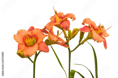 Fototapeta Naklejka Na Ścianę i Meble -  Daylily (hemerocallis) 