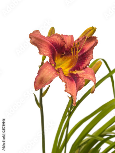 Fototapeta Naklejka Na Ścianę i Meble -  Lilac  hemerocallis  (daylily)  