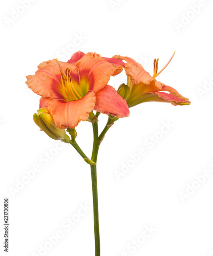 Fototapeta Naklejka Na Ścianę i Meble -  Daylily (hemerocallis) 