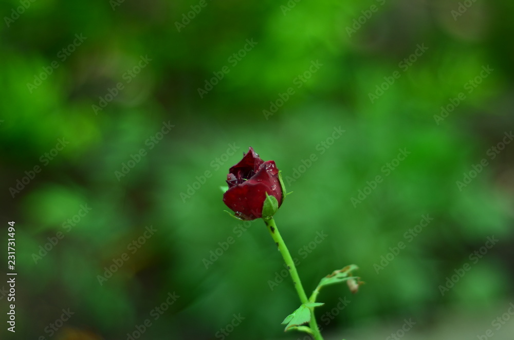 A baby rose!