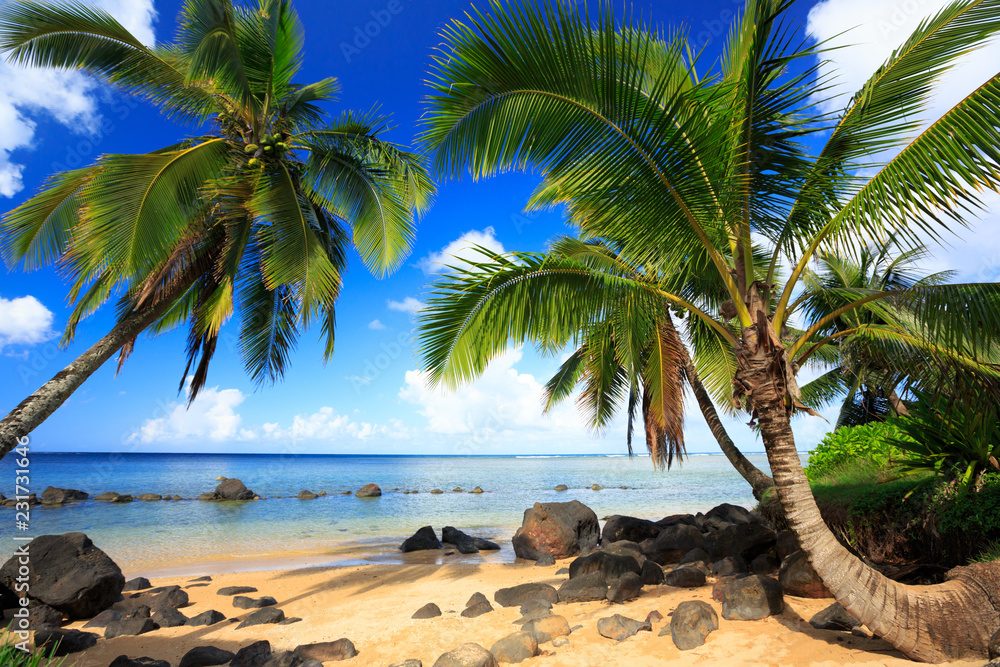 Palm trees in Kauai Hawaii in the morning - obrazy, fototapety, plakaty 
