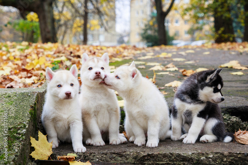 Fototapeta Naklejka Na Ścianę i Meble -  Four husky puppies on staircase in a park in autumn