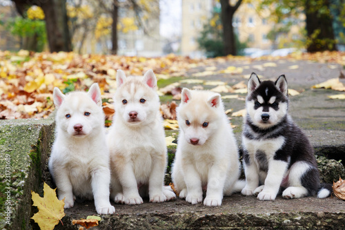Fototapeta Naklejka Na Ścianę i Meble -  Four husky puppies on staircase in a park in autumn