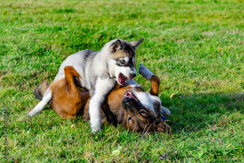 Puppy miniature husky. Dogs play with each other, merry fuss, harmonious relations, correction of behavior and aggressiveness. Obedient pet performs the commands of its owner. Deliverance from barking photo