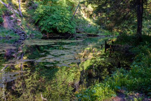 calm river with reflections of trees in water in bright green foliage in summer