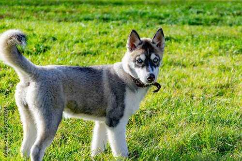Puppy miniature husky. Dogs play with each other, merry fuss, harmonious relations, correction of behavior and aggressiveness. Obedient pet performs the commands of its owner. Deliverance from barking