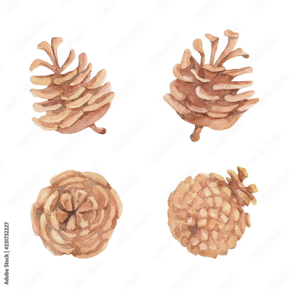 Watercolor painting of four mature open scots pine cones on the white background. Watercolor painting of four mature open scots pine cones on the white background.