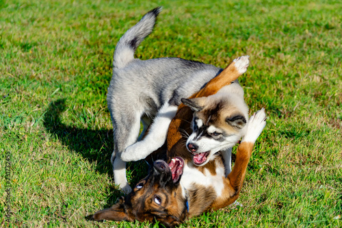 Puppy miniature husky. Dogs play with each other, merry fuss, harmonious relations, correction of behavior and aggressiveness. Obedient pet performs the commands of its owner. Deliverance from barking photo