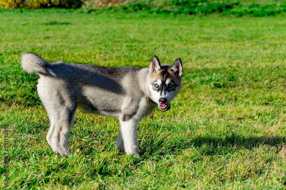 Puppy miniature husky. Dogs play with each other, merry fuss, harmonious relations, correction of behavior and aggressiveness. Obedient pet performs the commands of its owner. Deliverance from barking Puppy miniature husky. Dogs play with each other, merry fuss, harmonious relations, correction of behavior and aggressiveness. Obedient pet performs the commands of its owner. Deliverance from barking