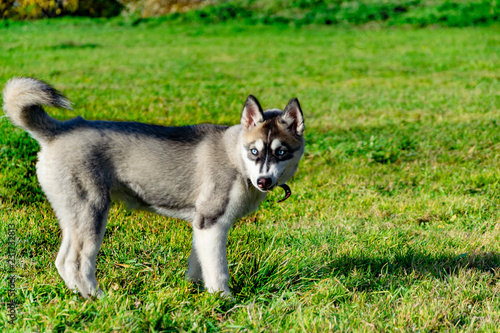 Puppy miniature husky. Dogs play with each other, merry fuss, harmonious relations, correction of behavior and aggressiveness. Obedient pet performs the commands of its owner. Deliverance from barking photo