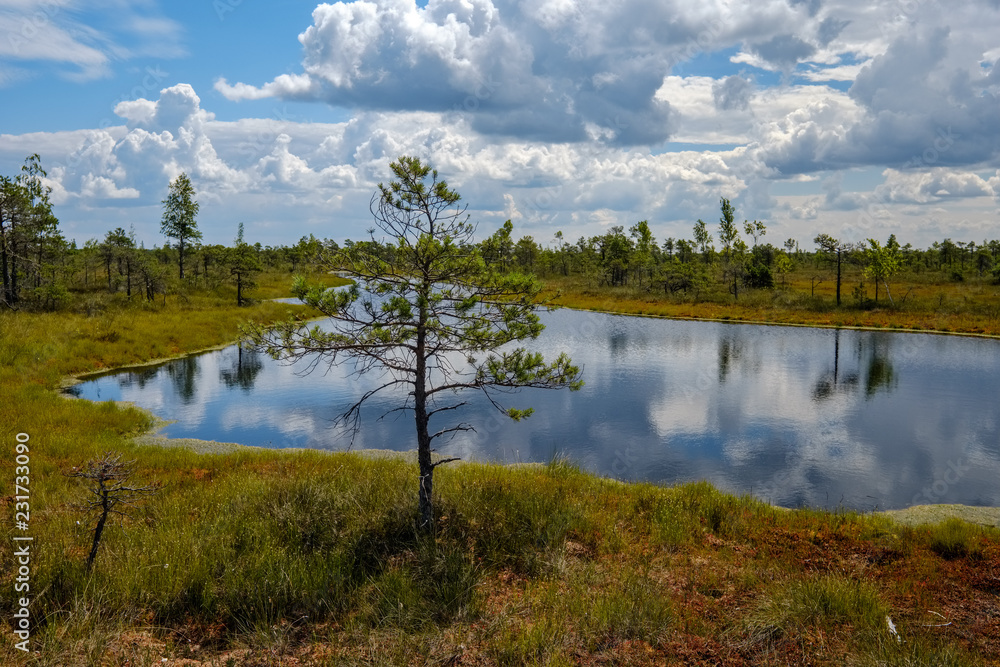 Obraz premium empty swamp landscape with water ponds and small pine trees