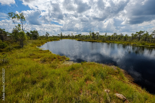 Fototapeta Naklejka Na Ścianę i Meble -  empty swamp landscape with water ponds and small pine trees
