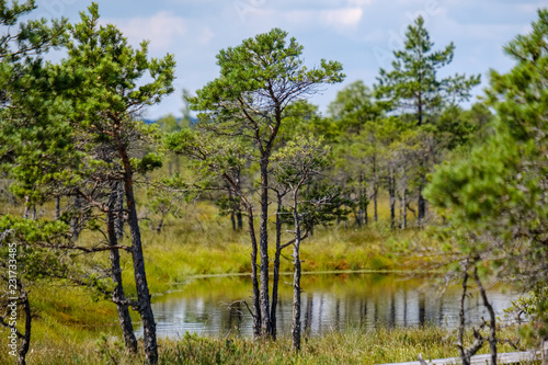 empty swamp landscape with water ponds and small pine trees