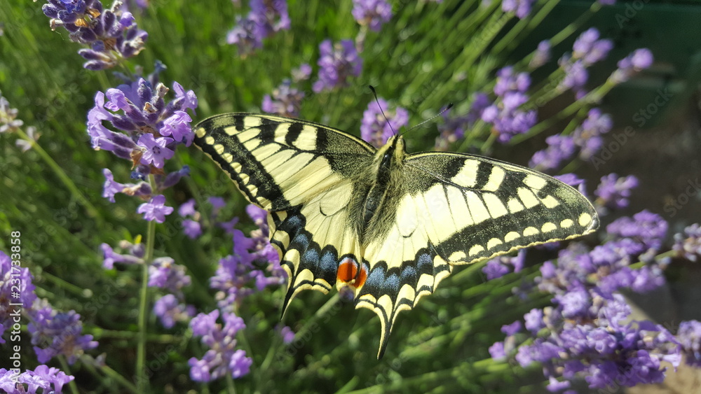 Obraz premium Schwalbenschwanz