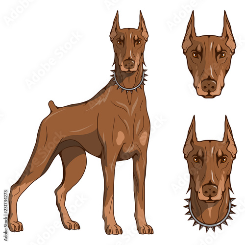 doberman pinscher, american doberman, pet logo, dog doberman, colored pets for design, colour illustration suitable as logo or team mascot, dog illustration, vector graphics to design