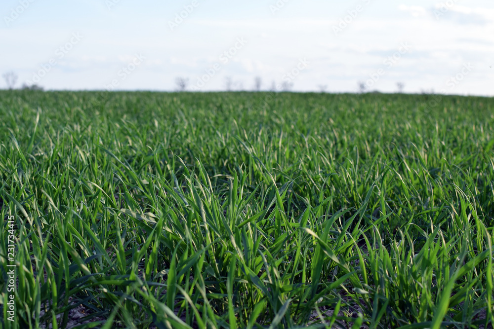 Field of young green grain. Fields with trees and bushes background. Poland. Field of young green grain. Fields with trees and bushes background. Poland.