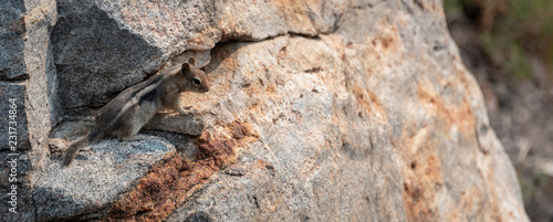 Ground squirrel on rock ledge