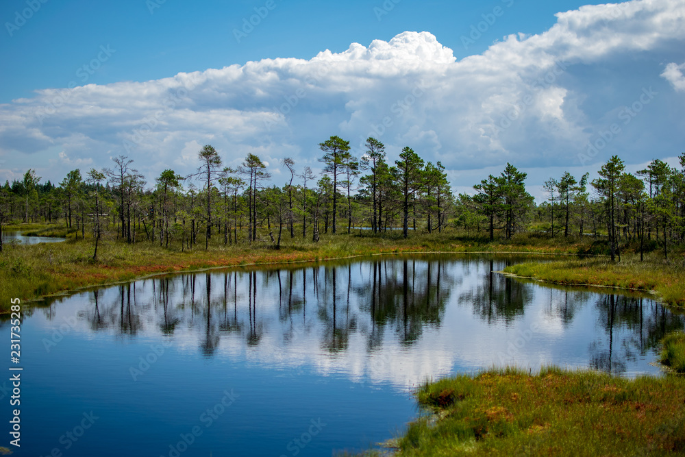 empty swamp landscape with water ponds and small pine trees